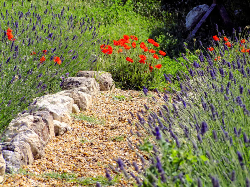 Lavender and poppies bordering a foot path, Les Baux-de-Provence, Southern France